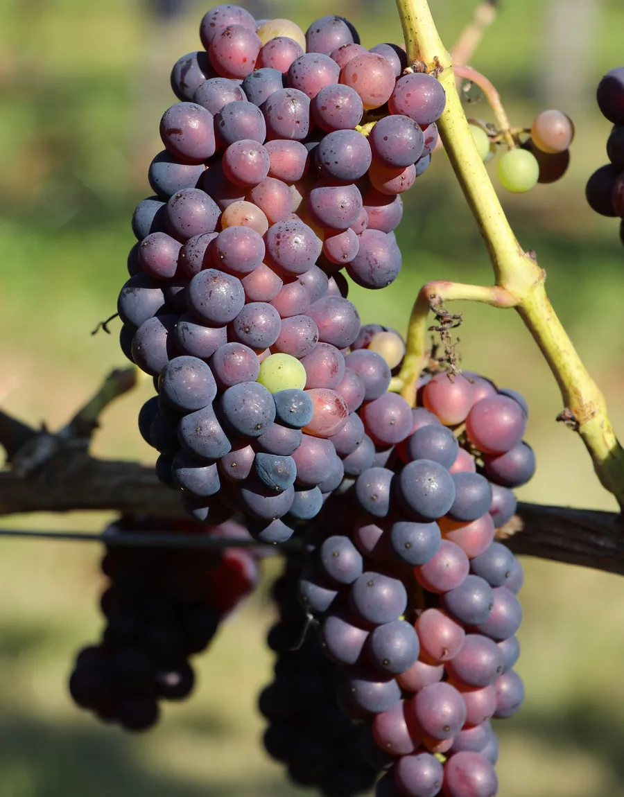 AI-powered fruit tree crop advisory app used by farmers in the field
